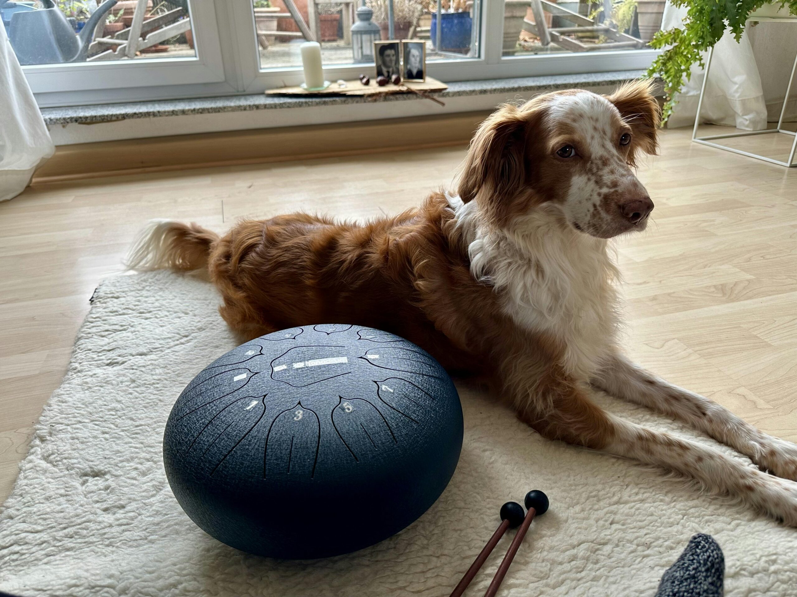 Eine Schurwoll-Yogamatte auf dem Boden. Darauf eine dunkelblaue Sonodrum Zungentrommel mit Klöppeln sowie ein brauner Hund, der zufrieden daneben liegt.