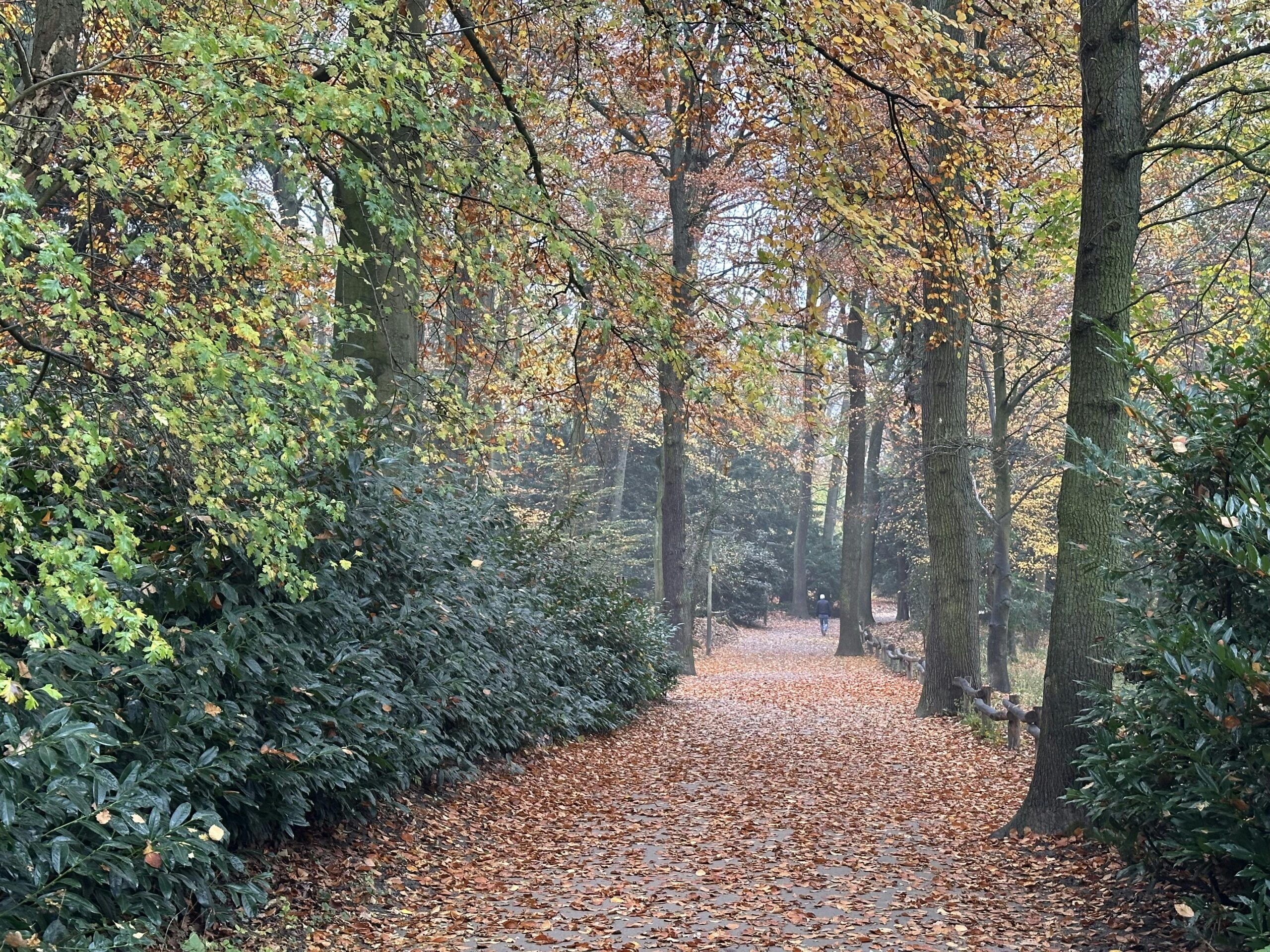 Bunt gefärbter Herbstwald. Auf dem Weg liegt viel abgefallenes Laub.