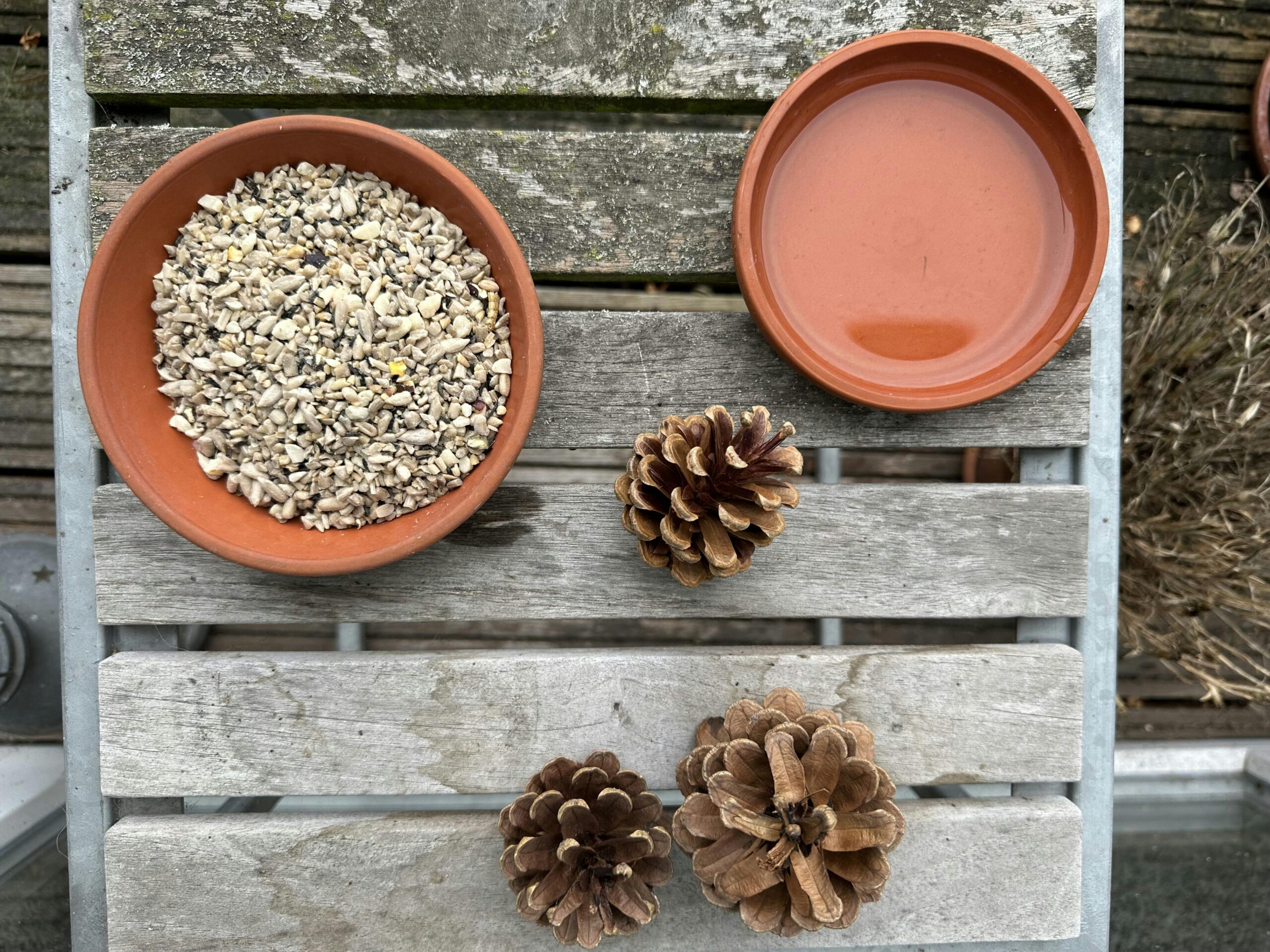Zwei glasierte Tonuntersetzer, einer mit Vogelfutter, einer mit Wasser. Davor 3 Kiefernzapfen.