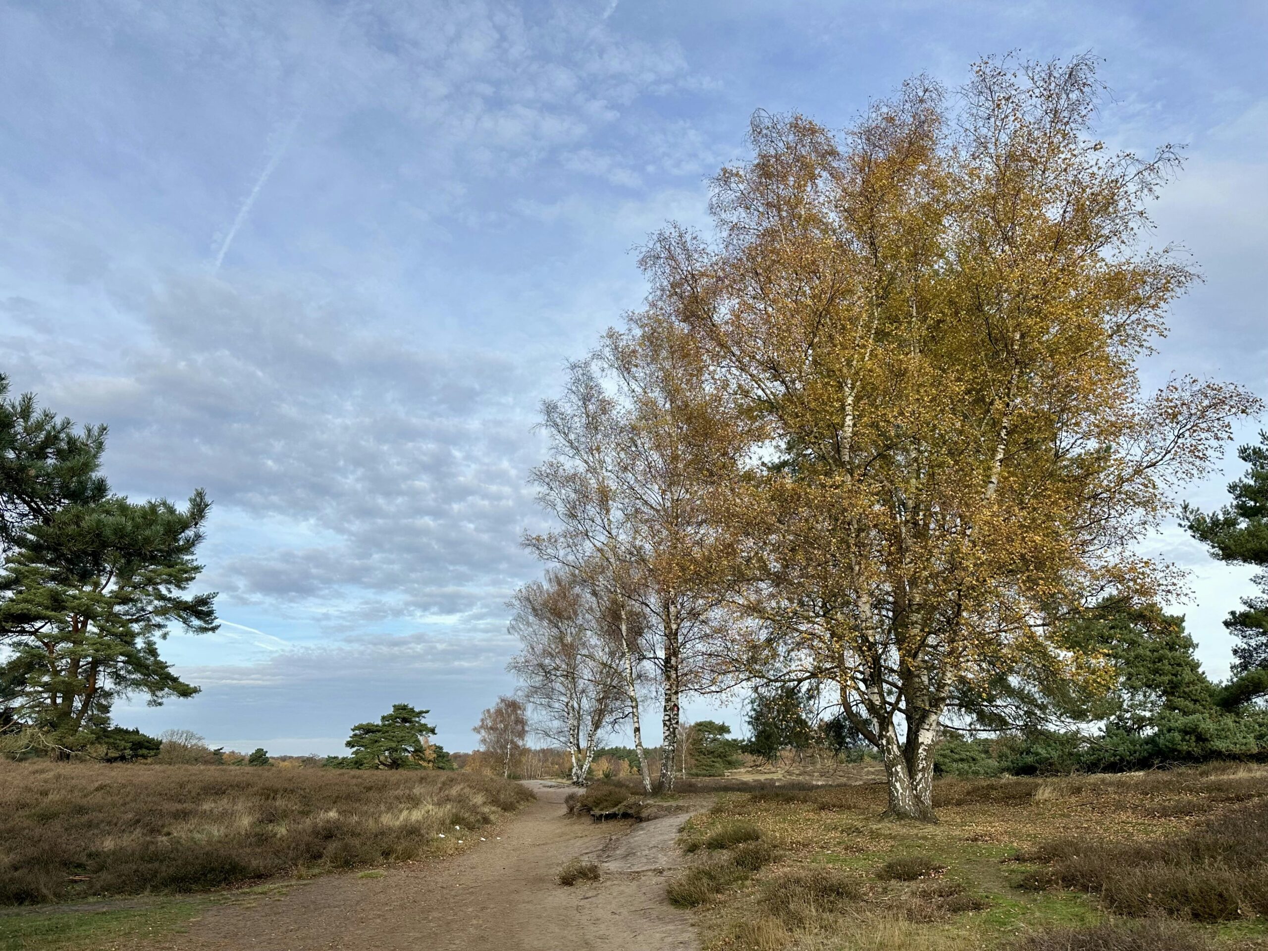 Winterliche Heidefläche mit einer Birke mit gelbem Laub.