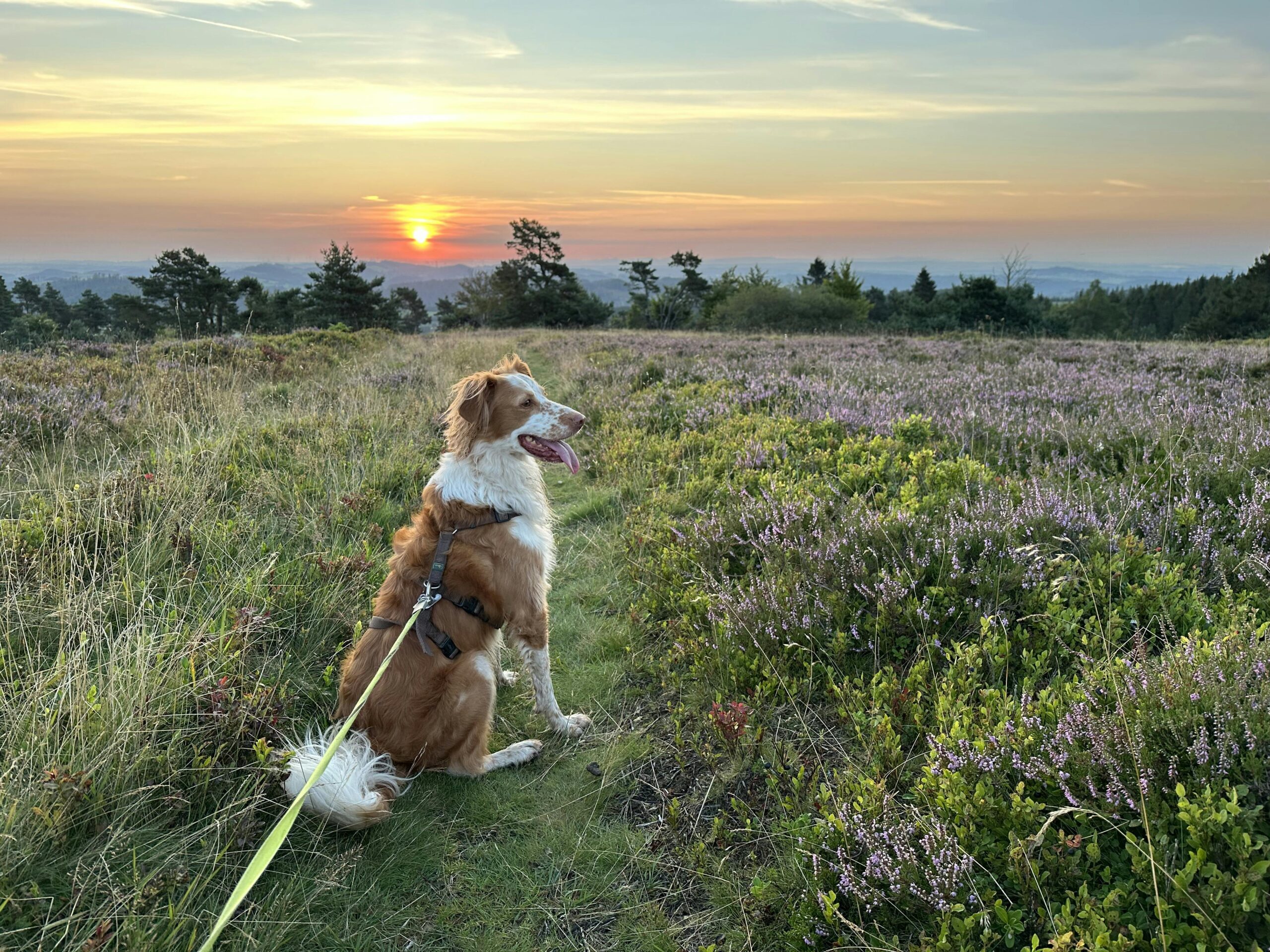 Braun-weißer Hund im Sonnenaufgang auf einer Heidefläche