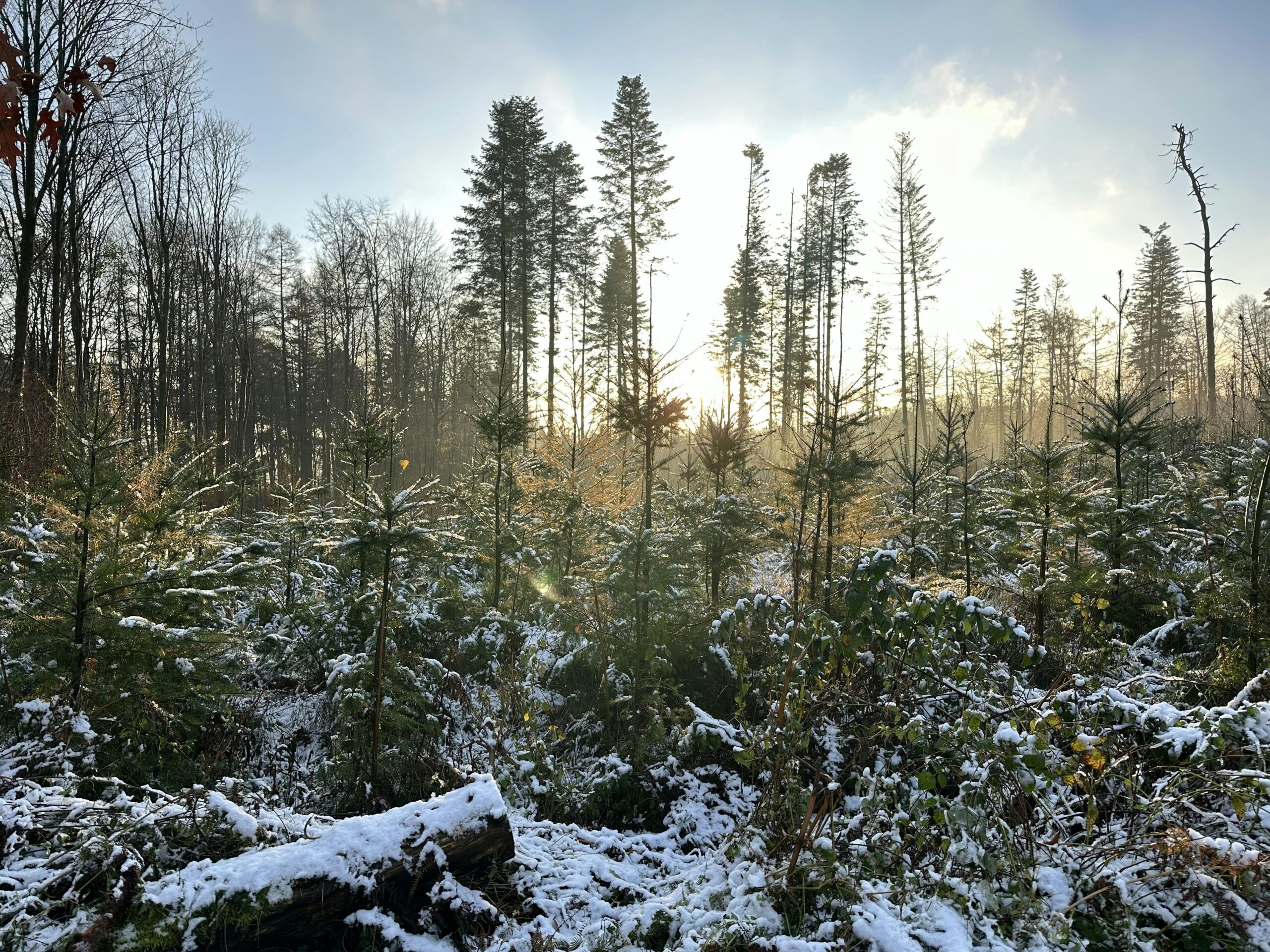 Kleine Nadelbäume mit leichter Schnee-Bestäubung. Dahinter geht die Sonne auf.