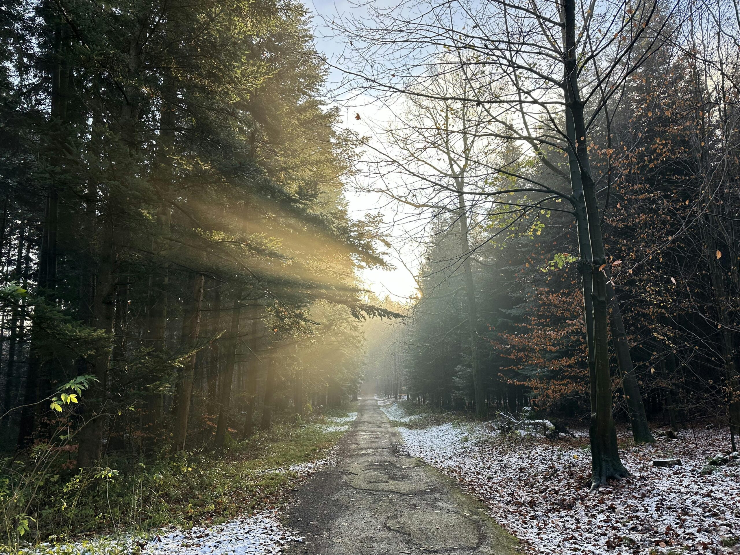 Wald weg mit Nadelbäumen am Rand. Die Sonne scheint plastisch über den Weg.