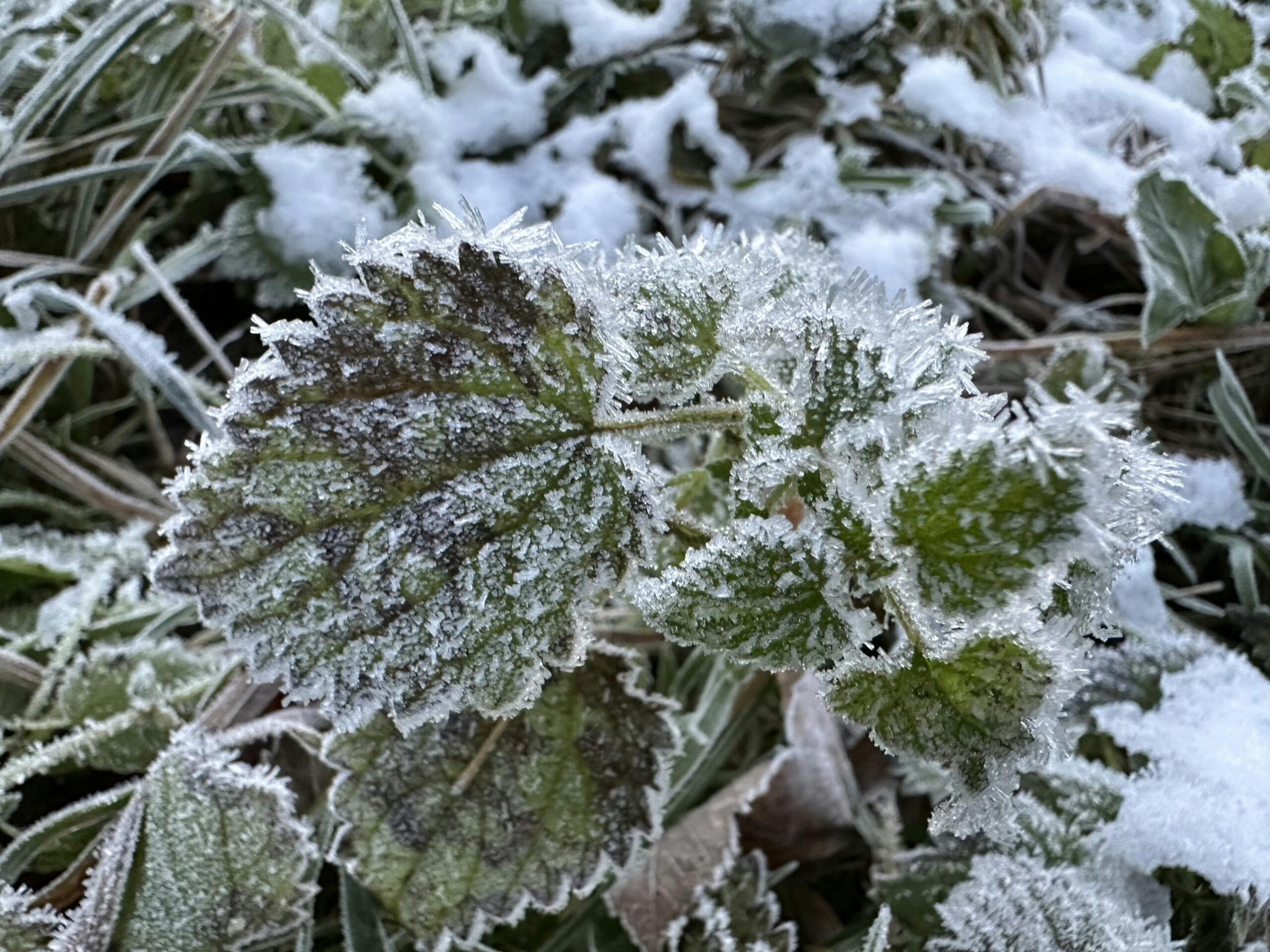 Die Brennesseln hatten eine wunderschöne Rauhreif-Deko.
