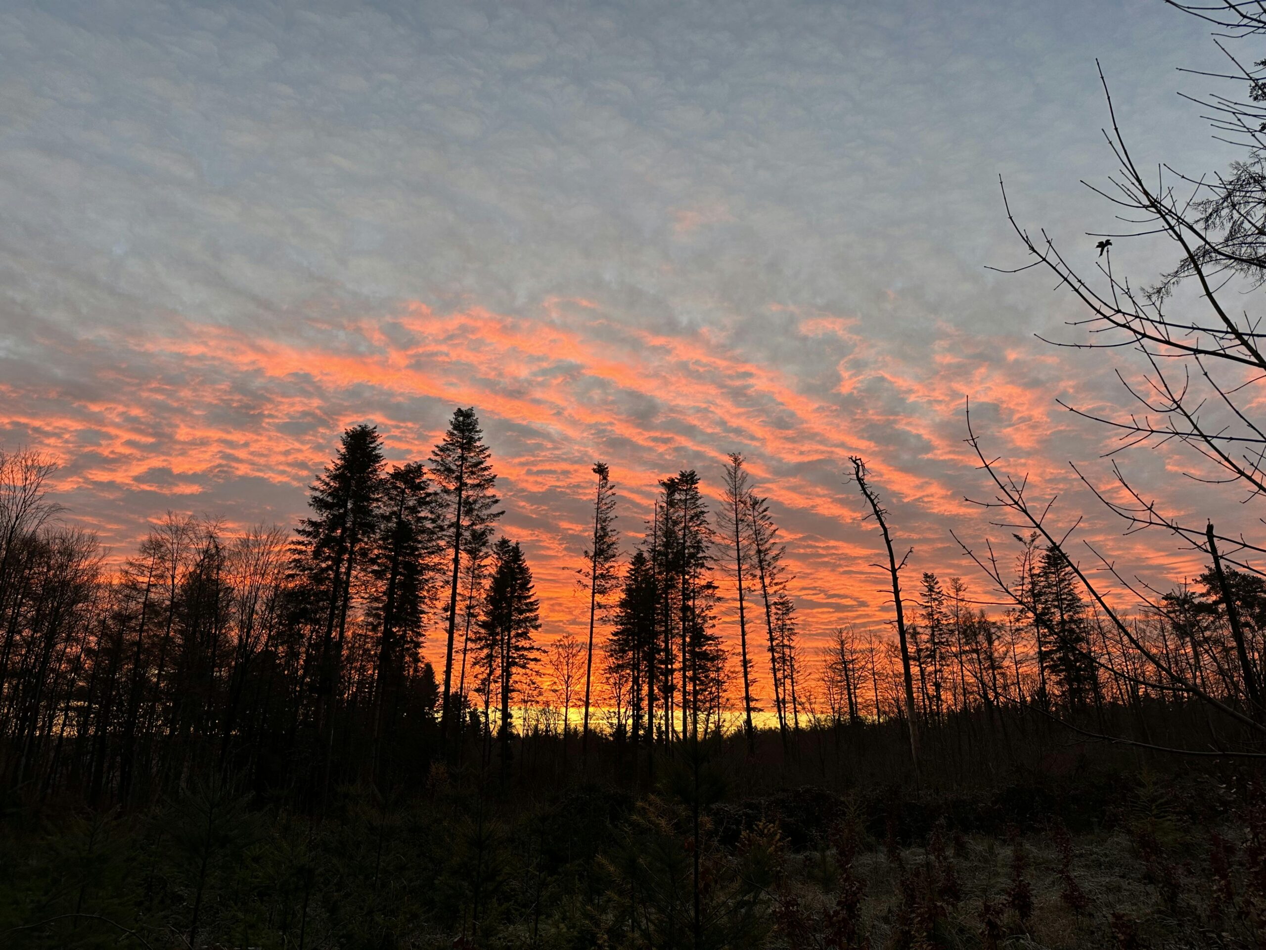 Morgenrot hinter den Silhouetten von Nadelbäumen.