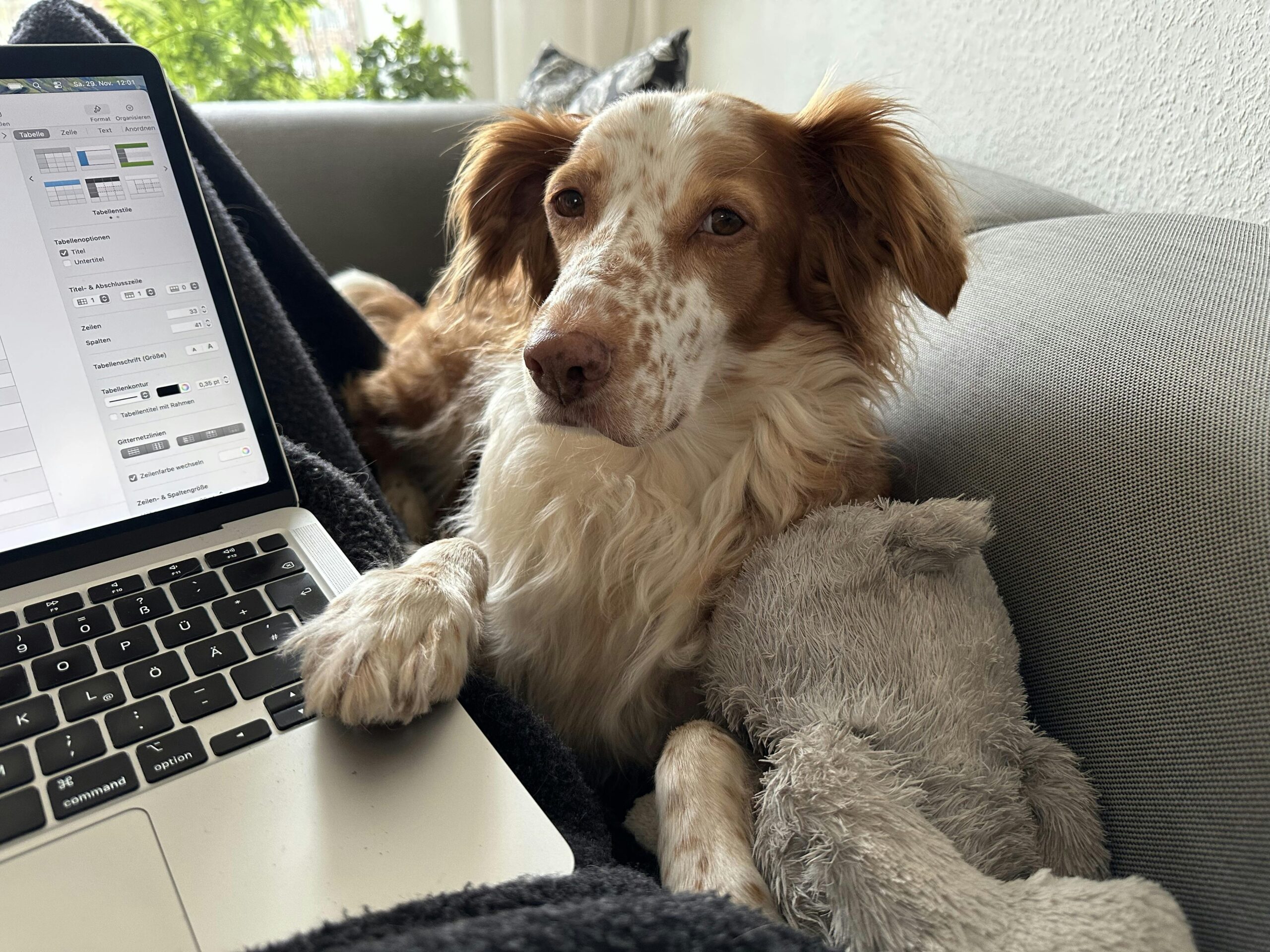 Jemand sitzt mit Laptop auf der Couch. Ein braun-weißer Hund hält eine Pfote auf die Tastatur.