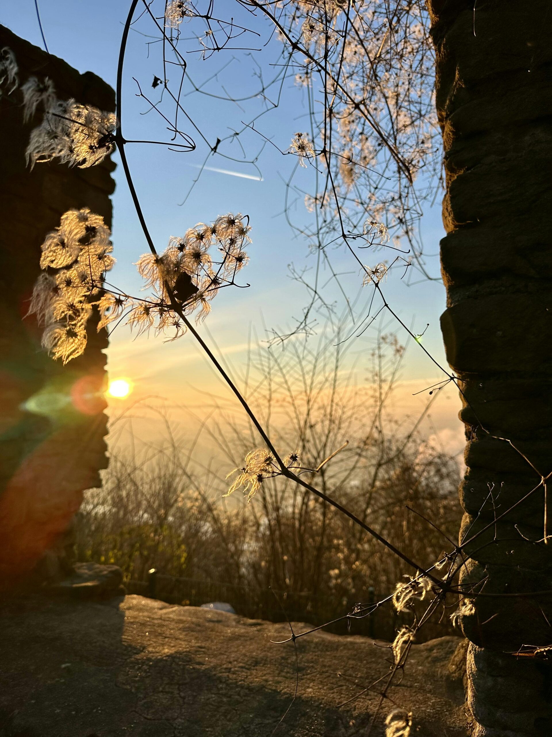 Blick durch eine Fensteröffnung der Burgruine ins Ruhrtal. Die morgendliche Sonne geht über dem Ruhrtal im Hintergrund auf und beleuchtet die trockenen  Reste von winterlichen Pflanzen.