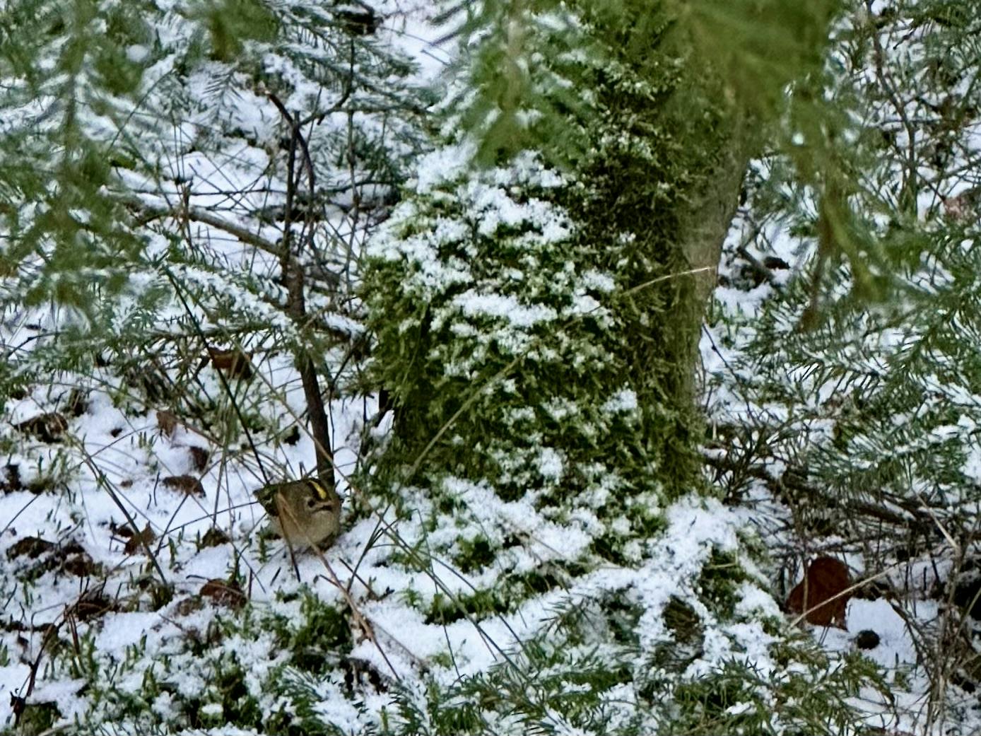 Winterlicher Waldboden mit einem Wintergoldhähnchen.