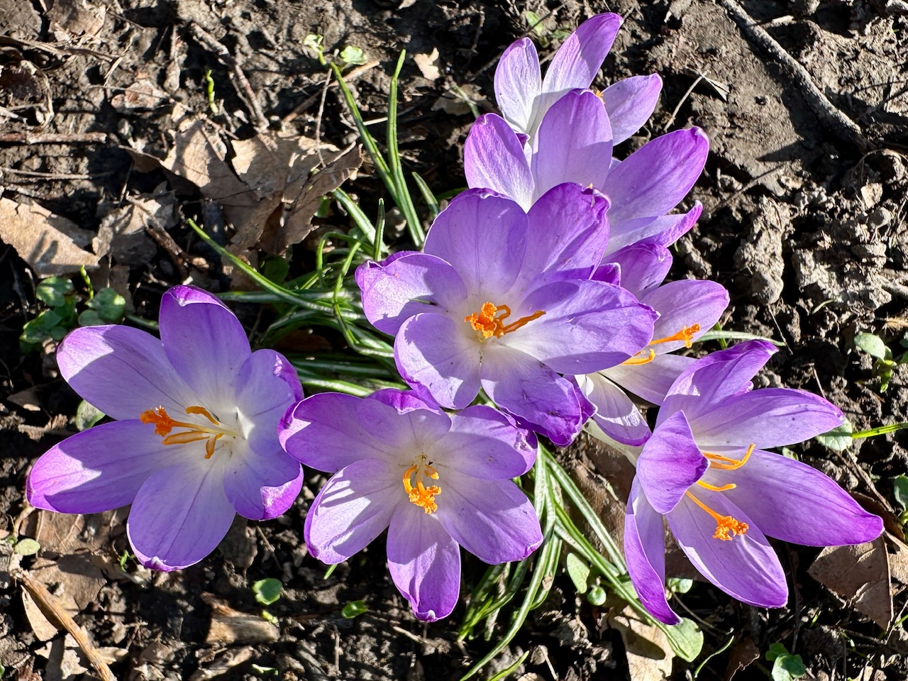 Neuerungen, Waldflüstern & Frühlingsgefühle – Meine Glücksmomente der Woche (28/02/26)