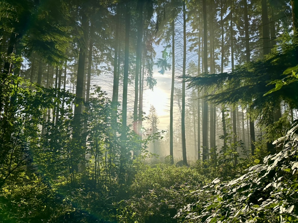 Draussenzeit – Kraft in der Natur finden
