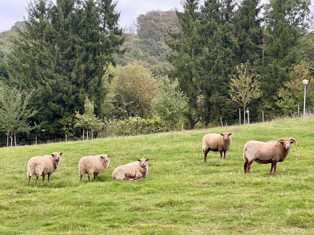 Nature Journal Camp, Sternstunden und Herbstbeginn – Meine Glücksmomente der Woche (26/09/26)